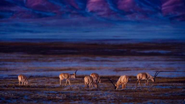 Wonder of the Wild - Tibetan antelope in foraging